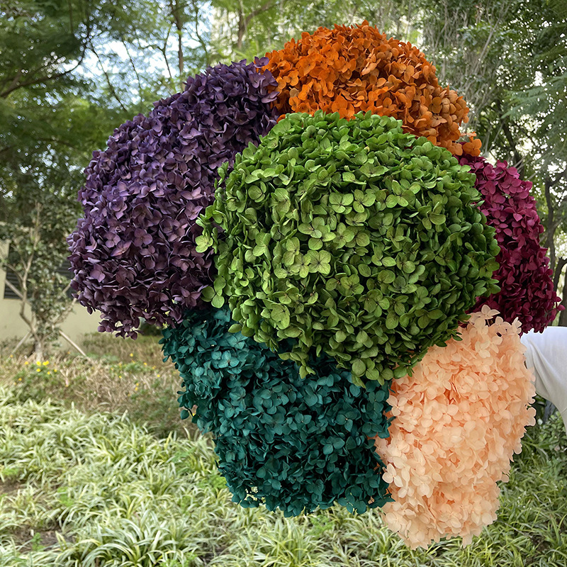 Yunnan Anna Hydrangea Flower Wholesale DIY Flower Preservation Flower Materiales de Regalo de Navidad