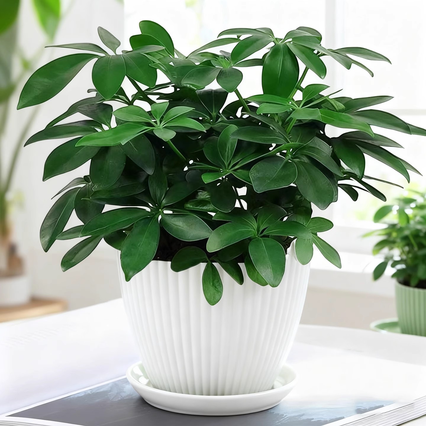 鸭脚木110#+简约白盆