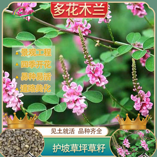Slope protection and greening shrub Mulan grass seed mountain compound green Mahuangxiao grass seed cold tolerance and drought tolerance shrub seed