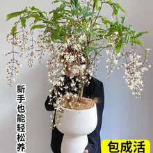 垂丝茉莉盆栽带花苞绿植室内花卉四季开花阳台垂吊海棠花植物大苗