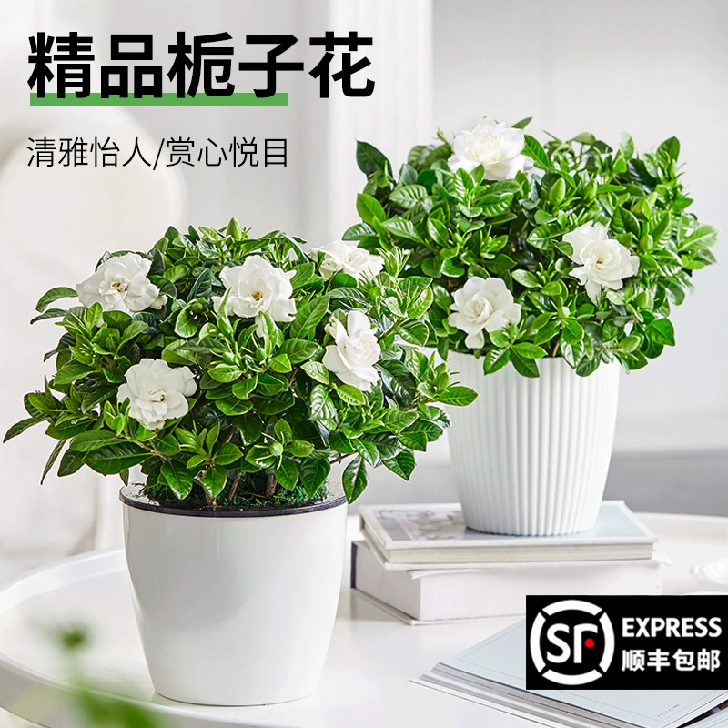 Гардения в горшке, комнатное растение с бутонами, балкон, гидропонное зеленое растение, ароматное дерево, репеллент от комаров, большие рассады, цветение круглый год