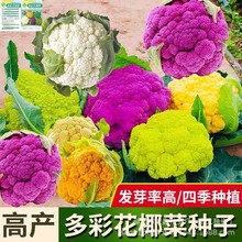 ��ɫҬ�˷N����ɫ��Ҭ�˷N���{���ɻ���ԭ�b�ļ��߲˷N�Ӵ�ȫ���l