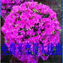 ���N��ľ �����ļ�����ͥԺ�G����ľ ���@ֲ��@�־Gֲ����ë�ž�