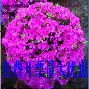 ���N��ľ �����ļ�����ͥԺ�G����ľ ���@ֲ��@�־Gֲ����ë�ž�