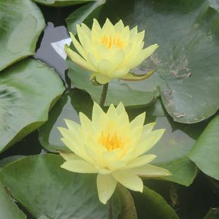Large Water Lily Root Block Large Root Potted Water Lotus Beautiful Soilless Grown Lotus Root Purifying Air Hydroponic Fish Tank Multi-Color Planting
