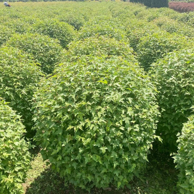 出售 三角枫球 茶条槭球 绿化工程苗 东北耐寒丛生三角枫绿篱苗