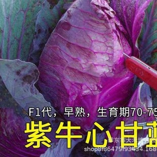 ��ţ�ĸ��{�N����ɫ���Ĳ�ͥԺ�̨�߲˷N���ļ��׷N�߮a�߲���