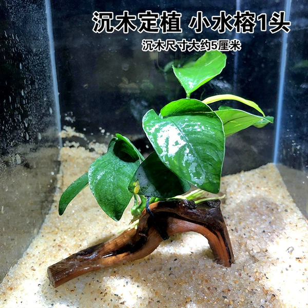 Small sinking wood) Small water banyan single head