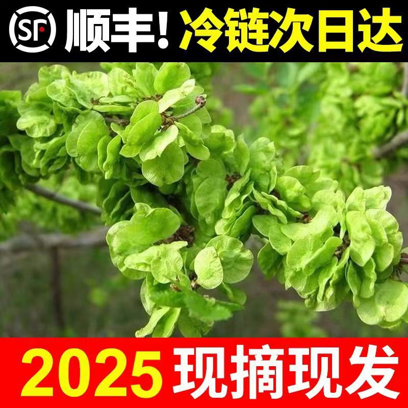 现摘现发新鲜榆钱儿斤斤野生野菜窝窝头榆树钱串子散装