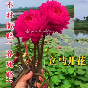Four-Season Water Lily Hydroponic Plant with Flower Buds Lotus Water Culture Potted Flower Seeds Cold-Resistant Courtyard Lotus Seed Root Block