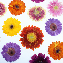 非洲菊干花压花批發 真花标本押花手工台灯蜡烛贴画干花diy材料包