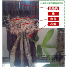 杉木兰花石斛石斛木板板石蛇种植板木板宠杉树爬软木树皮皮板植物
