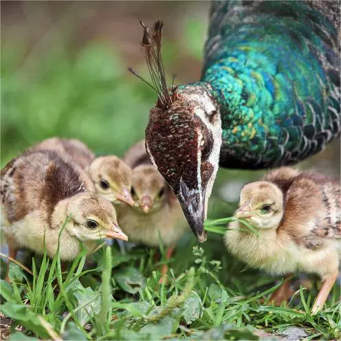 蓝孔雀活体孔雀苗白孔雀花孔雀公母一对景区观赏鸟孔雀幼崽小苗