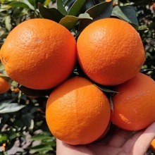 四川 雷波臍橙6斤10斤 裝果園新鮮現摘現發應季水果橙子 團購批發