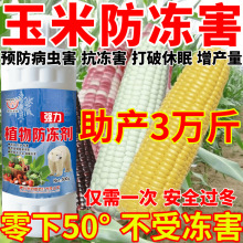 玉米防冻害物防冻剂抗寒抗冻果树蔬菜大棚抗冻剂防倒春寒防霜冻植