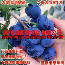 蓝莓树果苗带花带果盆栽地栽庭院果树南方北方种植当年结果蓝莓苗