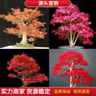 Red Maple Seeds Are Easy to Grow Green Plants in All Seasons, Bonsai Indoor and Outdoor Potted Courtyard Foliage Plants, Flower Tree Seeds