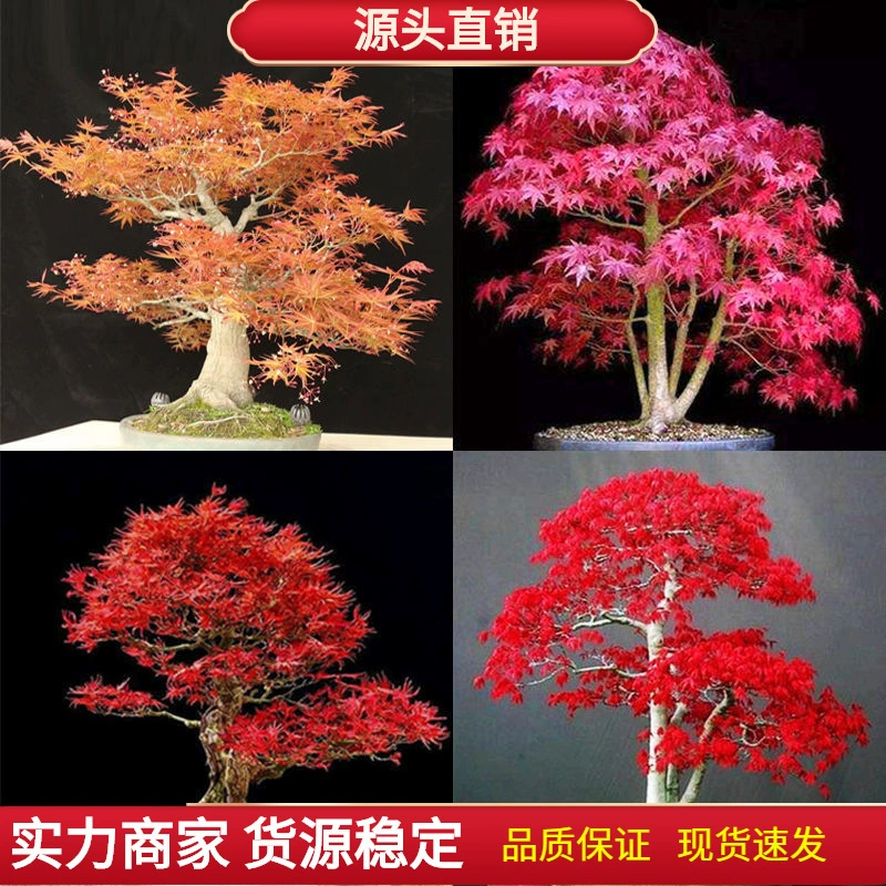 Семена красного клена легко сажать в четыре сезона