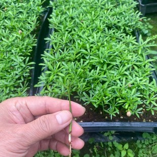 ̨���_�h����΢���^С�����辰ˮ��Ȥζ�҃���Gֲ�ļ����G