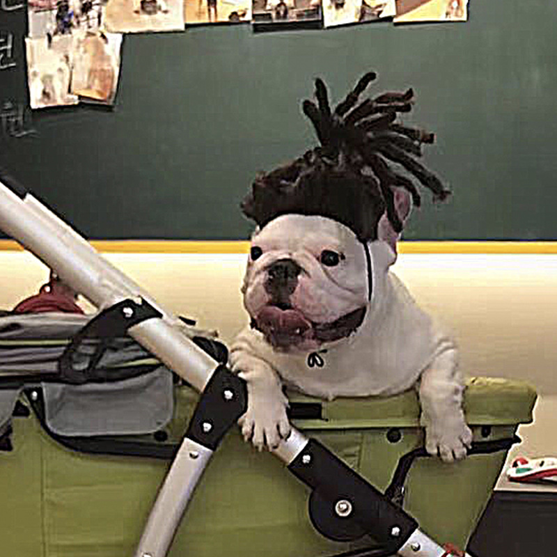 Venta directa de fábrica Pelucas para mascotas transfronterizas, pelucas para perros, accesorios para mascotas de Halloween, cabello rizado