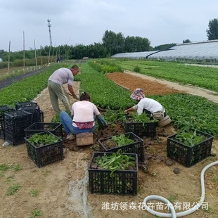 Qingzhou Grows High-Quality Pine Cone Seedlings, Flower Bed Landscaping, Perennial Florals, Large Quantity Discounts