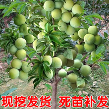 正宗蜂糖李子树苗贵州脱骨李子树苗早熟南方北方地栽盆栽当年结果