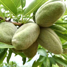 ��������ع����͵�ľ���� �͵��Ӽ޽����� �������ʰ͵�ľ����