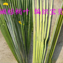 叶婚礼采编蚂蚱编织新鲜蝴蝶棕榈棕榈叶材料棕编粽麦背景宝贝