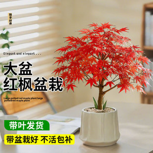 �ձ��t���~���辰�҃Ȼ�������Gֲ�Ϙ�ֲ�����ͻ��k���Ҳ�������