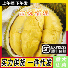 正宗泰国鲜果金枕榴莲新鲜水果孕妇当季生鲜整果带壳整箱一件代发