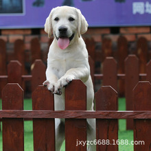 纯种拉布拉多幼犬活体家养拉布拉多伴侣犬拉布拉多活物幼崽