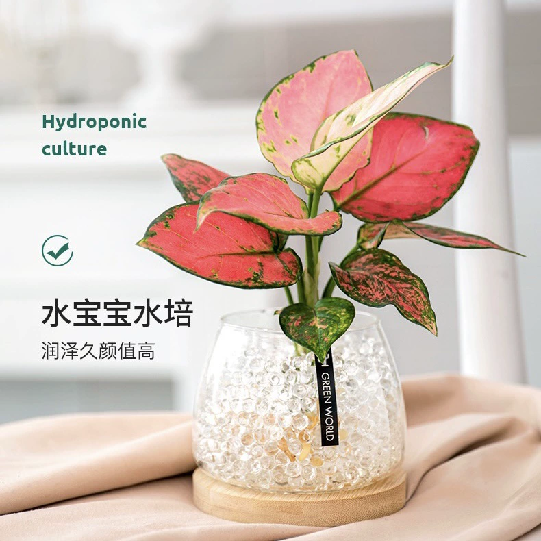 Гидропонные шарики губка Детские Кристалл грязь вода Детские пузыри Большие шарики Океанский шар вода эльф Беспочвенное гидропонное Питание Растений