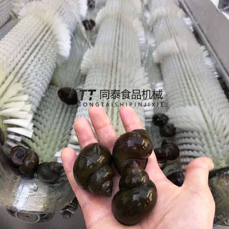 厂家供应毛辊式花甲清洗机 田螺海螺青苔清洗设备海带脱盐