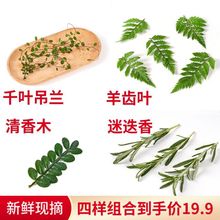新鲜清香木叶迷迭香羊齿叶千叶吊兰烘焙酒店饮品摆盘花草装饰点缀