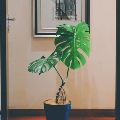 Monstera Six years Open back large Foliage Botany One meter Above In addition to formaldehyde indoor Green plant Potted plant