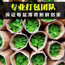 薄荷盆栽留兰香可食用批发四季常青好养易活可水培苗客厅桌面植物
