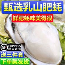 顺丰包邮乳山生蚝新鲜大牡蛎带壳海蛎子贝类海鲜商用鲜活乳贝