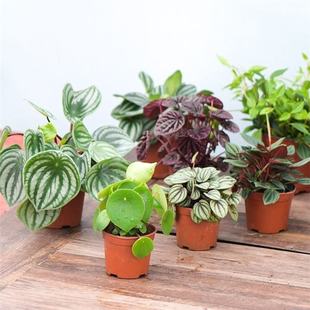 ����Ƥ���~�ݱ��W�L�Gֲ����Сֲ���҃ȃ����՚�����ȩ��Ʒ�N����