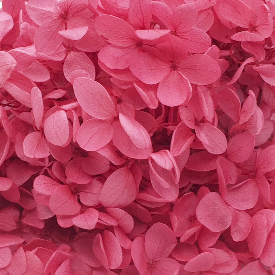 Polvo dulce-100g/caja