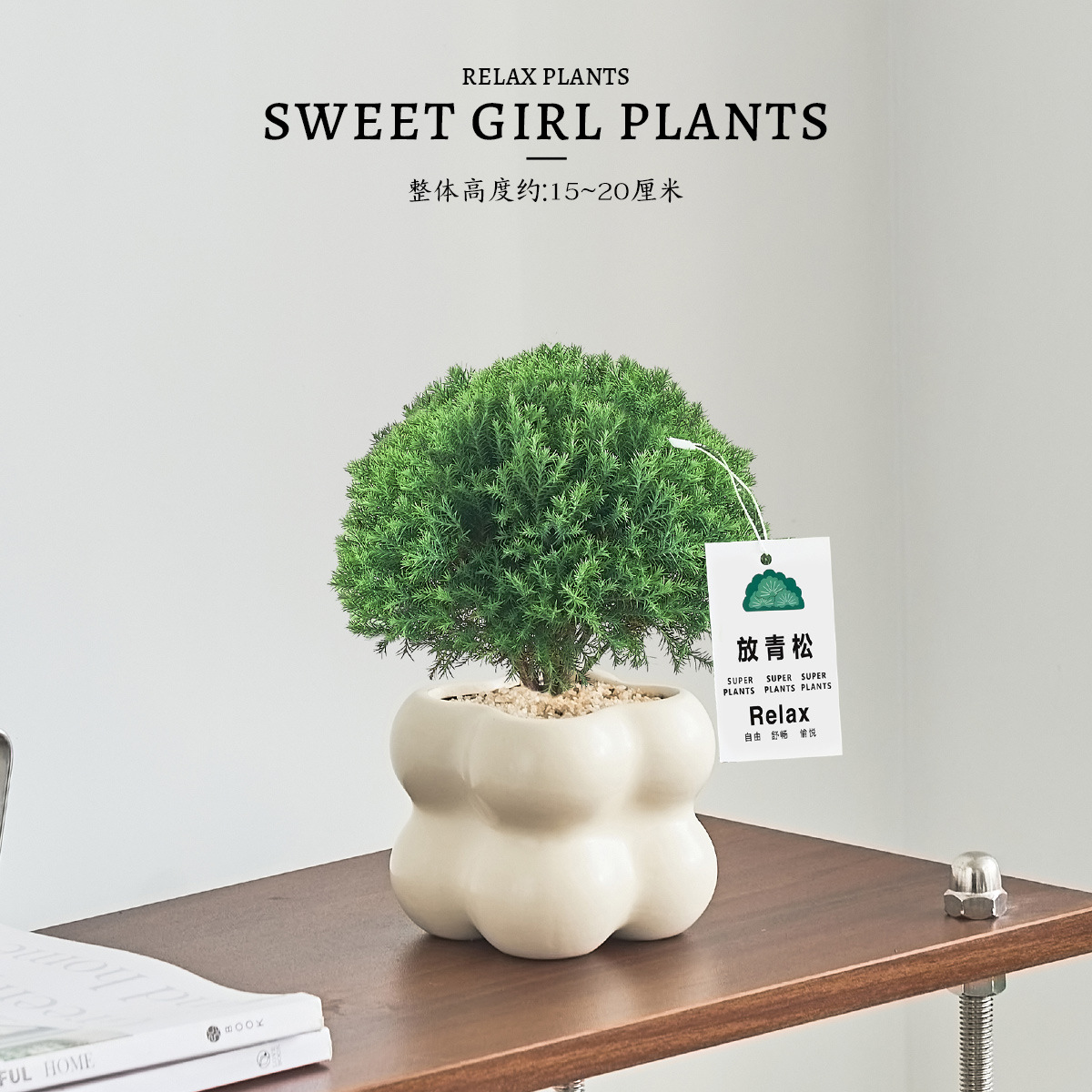 Pequeño bonsai verde en la sala de estar de escritorio de la oficina, hoja perenne en todas las estaciones, buena alimentación emocional estable image 9