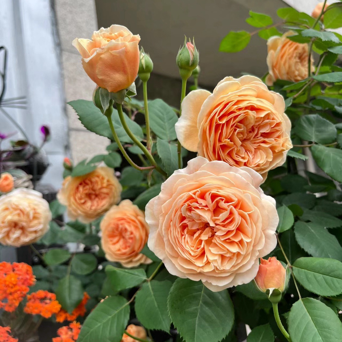 공주【덩굴꽃의 가벼운 향기】샤오미아오