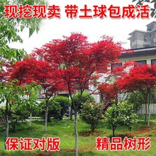 四季日本红枫树苗红舞姬庭院彩叶风景树美国红多季红枫树地栽