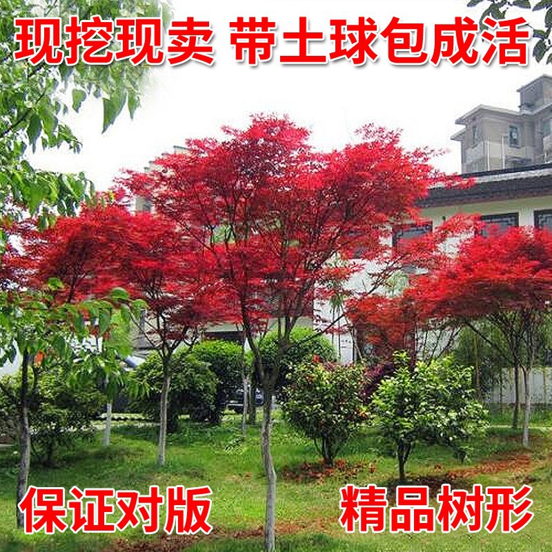 一件代发四季日本红枫树苗红舞姬庭院彩叶风景树美国红多季红枫树