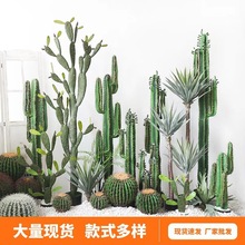 ������������ ���ԟᎧ�پGֲ ɳĮ�쾰�پGֲ�b�������[������