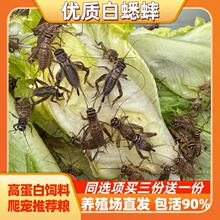 蟋蟀活体爬宠食物白蟋蟀蛐蛐蜥蜴守宫鬃狮蜘蛛蝎子粮食活食樱桃红