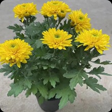 ������ջ��ͺ��̓���ͥԺ���Ԏ����l؛�r�����������S������