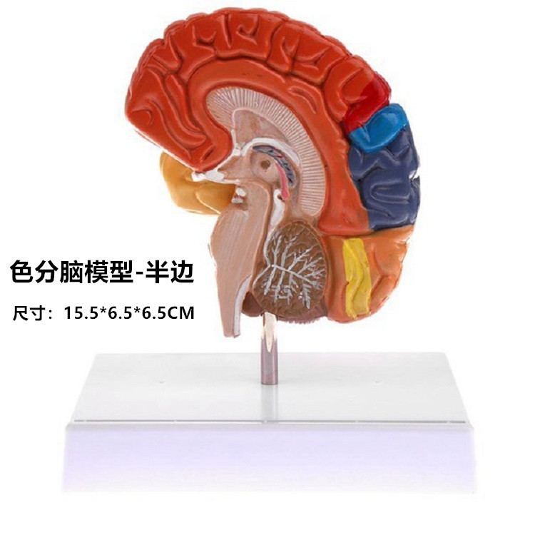 跨境玩具早教人体器官骨骼模型套装科教中小学生DIY组装儿童益智|undefined