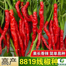 高产线椒种子8819线椒种籽长辣椒籽种高产四季蔬菜种孑干鲜俩用