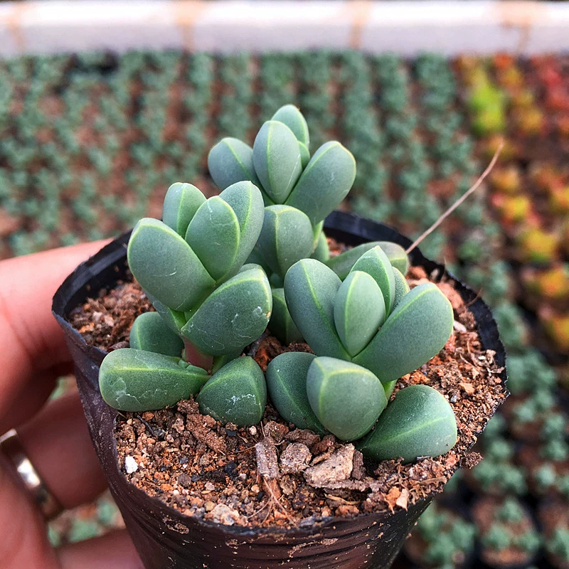 Копченая Хризантема Сад Зеленые растения Горшечные цветы Горшечные рога Бегония мясистые пальмовые садовые растения