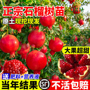 ʯ���ͥԺ����ͻ��˹ܛ��ʯ�����Ե����ش�o����ꖼtʯ�����